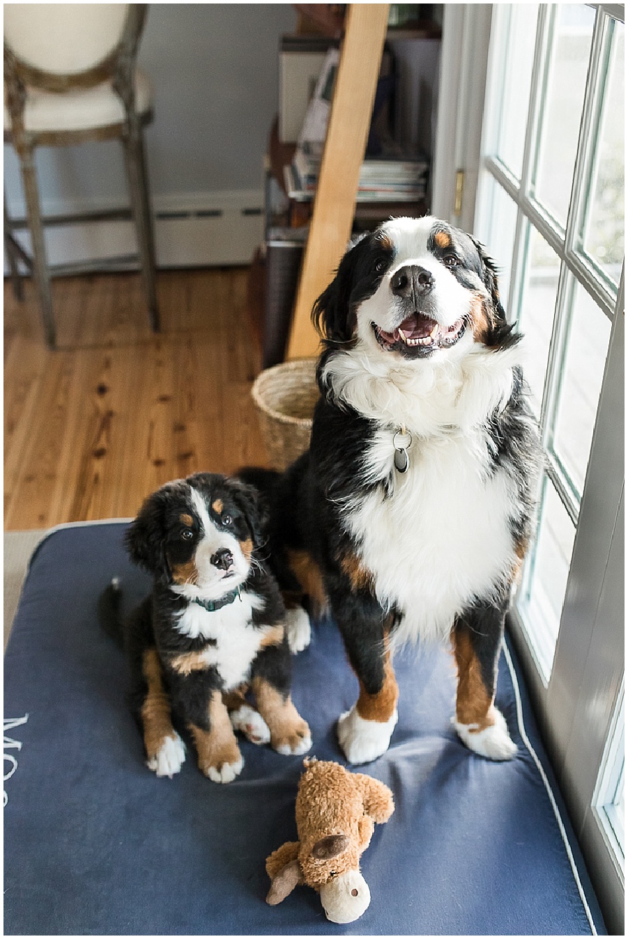 Bernese Mountain Dogs Moose and Whiskey by Maria Burton Photography